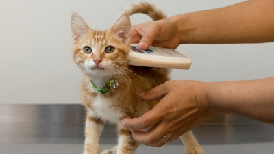 Evcil hayvanlara çip nasıl takılır?