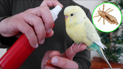 Muhabbet Kuşlarında Bitlenme