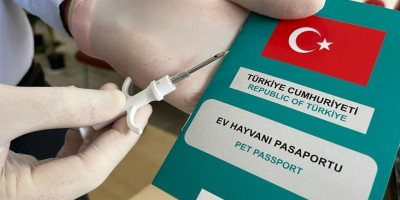 Evcil Hayvan (Pet) Pasaportu Nedir? Nasıl Alınır?