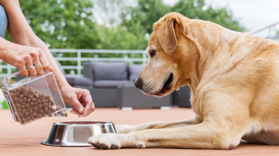 Kuru Köpek Mama Seçiminde Dikkat Etmeniz Gerekenler
