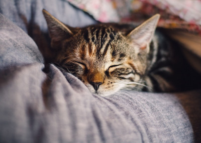 Odaya Sinmiş Kedi Kokusu Nasıl Giderilir?