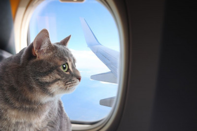 Kedi İle Yolculuğa Çıkmadan Önce Bilmeniz Gerekenler