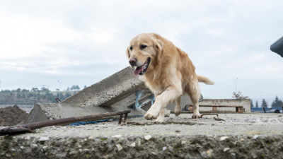 Köpekler Depremi Hisseder Mi?