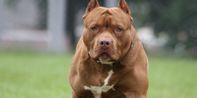 Pitbullar Neden Saldırır? Tehlikeli Bir Tür Mü? Neden Yasak?