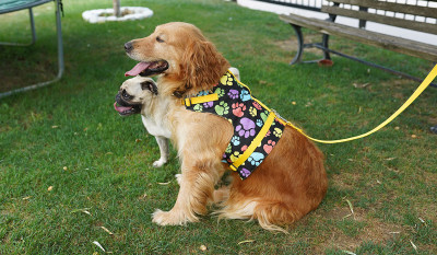 Köpek Tasması Nasıl Seçilmeli?